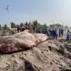 Hiu paus di pangandaran