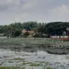 Eceng gondok
