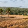 Kemarau