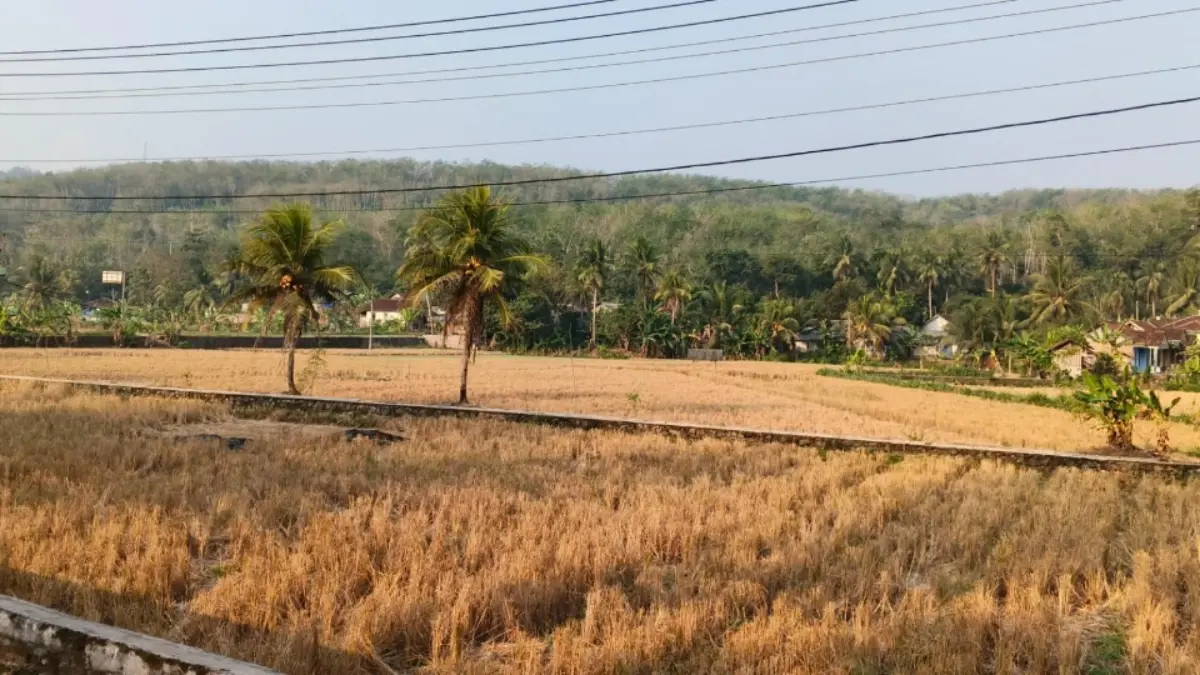 Sungai Citanduy Surut, Petani Kota Banjar Diimbau Tak Tanam Padi Kemarau