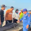 lumba-lumba terdampar di pantai timur pangandaran