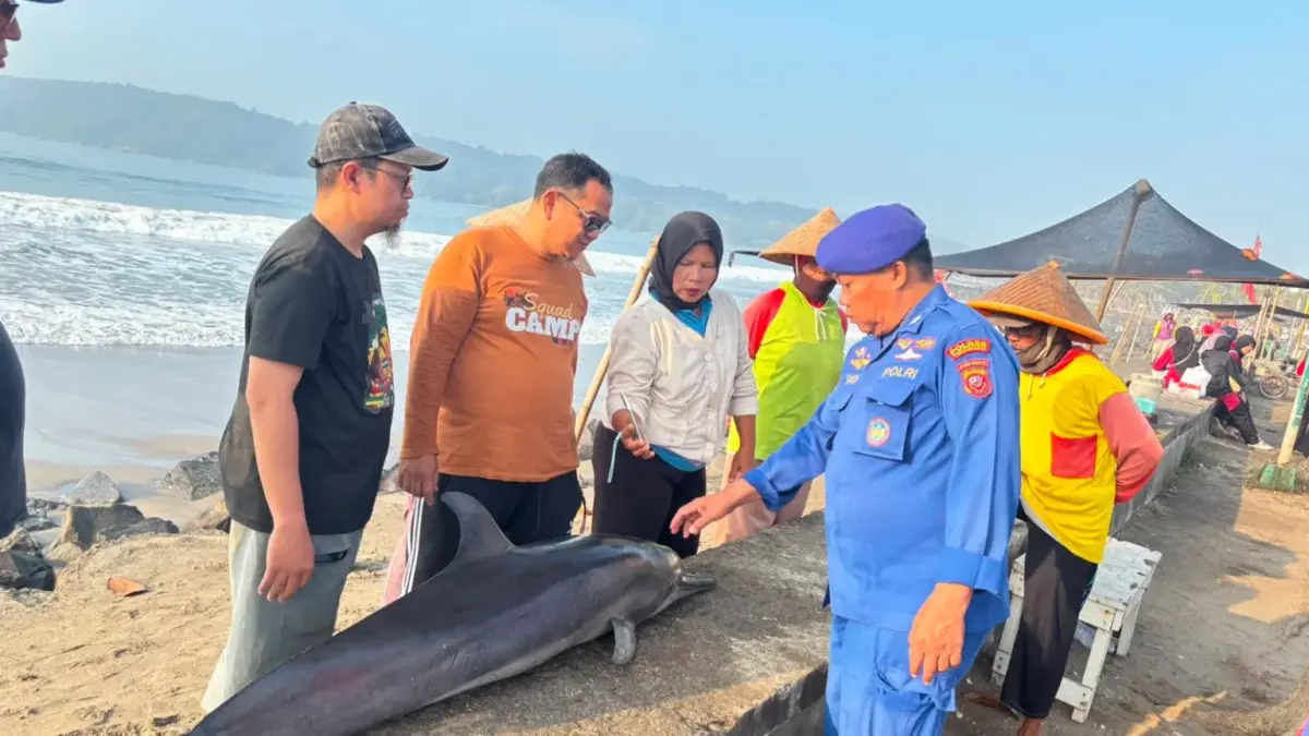 Lumba-Lumba Terdampar dan Mati di Pantai Timur Pangandaran lumba-lumba terdampar di pantai timur pangandaran
