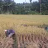 hasil panen padi petani di pangandaran