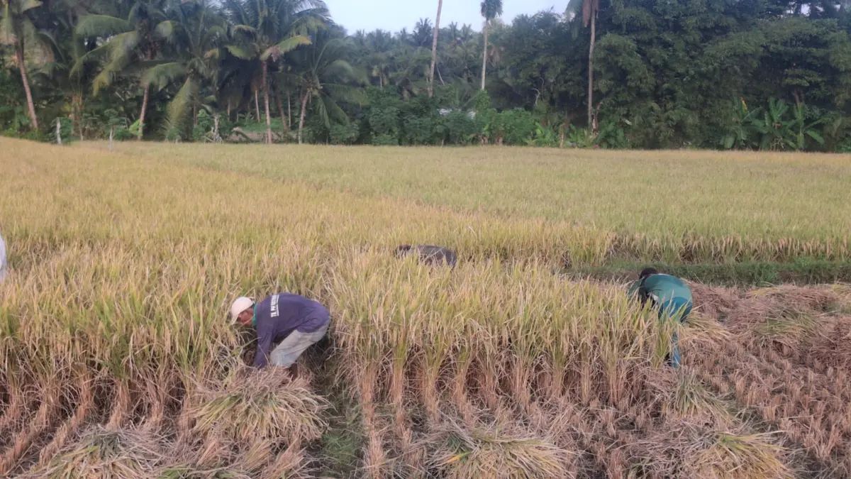 Dampak Kemarau, Hasil Panen Padi di Pangandaran Tidak Sesuai Harapan Petani hasil panen padi petani di pangandaran
