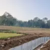 sawah kering, saluran irigasi, kecamatan tamansari, sawah puso