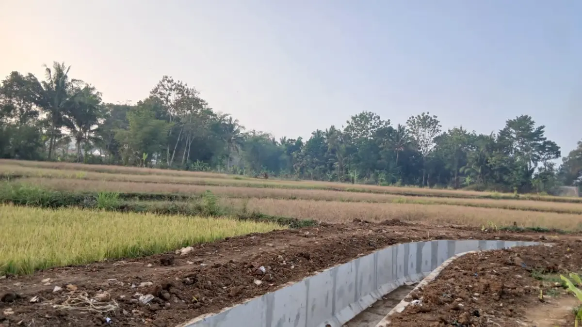sawah kering, saluran irigasi, kecamatan tamansari, sawah puso
