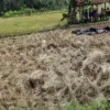 hasil panen padi petani di pangandaran,