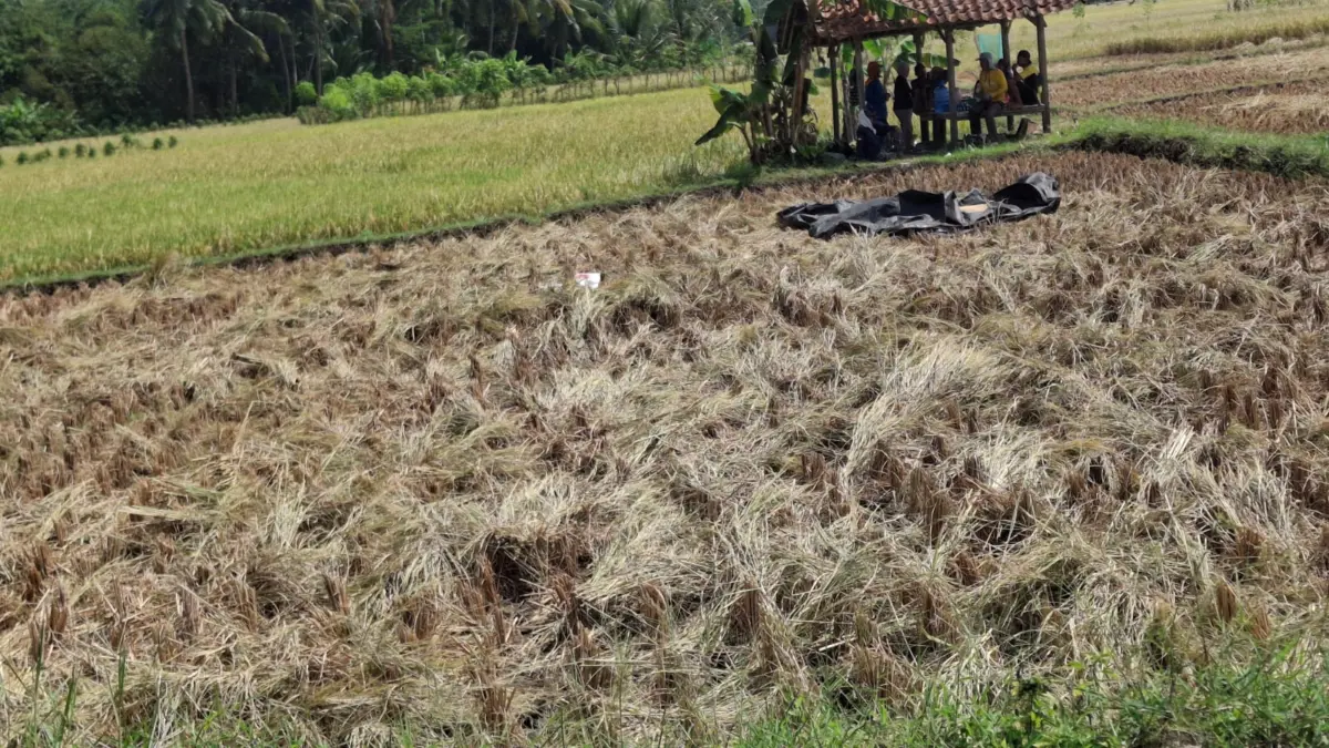 Selain Karena Kemarau, Serangan Hama Ikut Merusak Hasil Panen Padi di Pangandaran hasil panen padi petani di pangandaran,