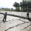 Pm aas panen padi 10 ton per hektare kota tasikmalaya