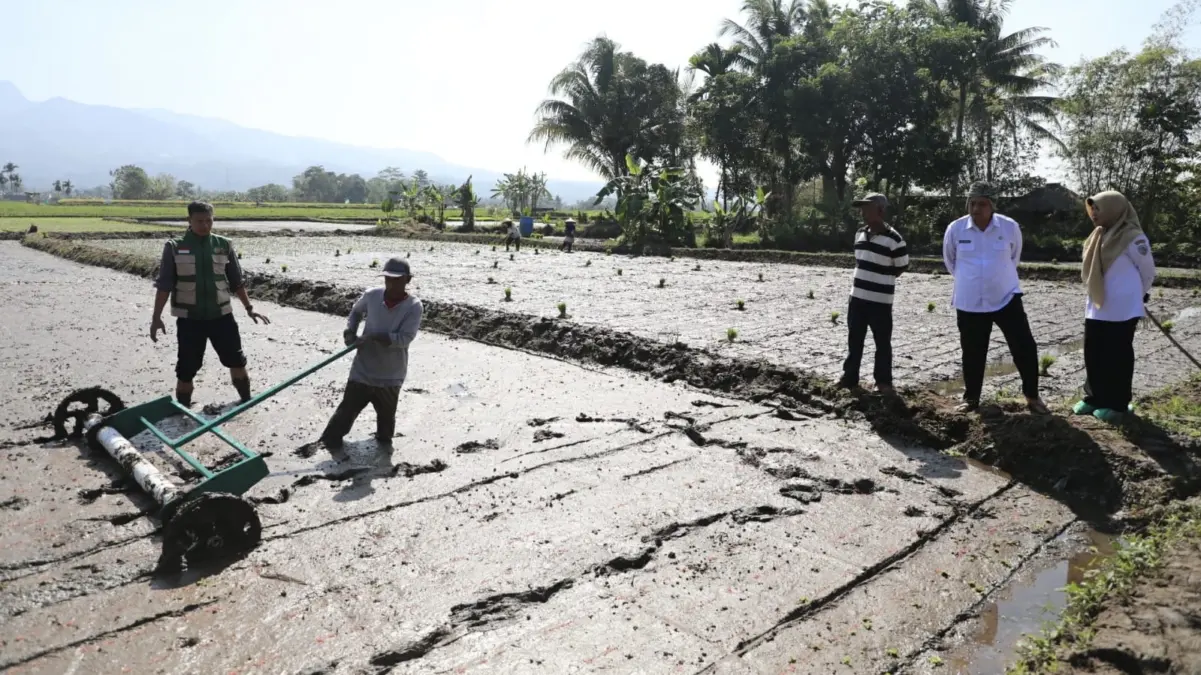 Kejar Panen 10 Ton Padi Per Hektare, PM AAS di Kota Tasikmalaya Terkendala Alat Pm aas panen padi 10 ton per hektare kota tasikmalaya