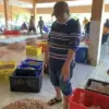 Harga udang tempat pelelangan ikan pangandaran