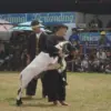 Domba garut