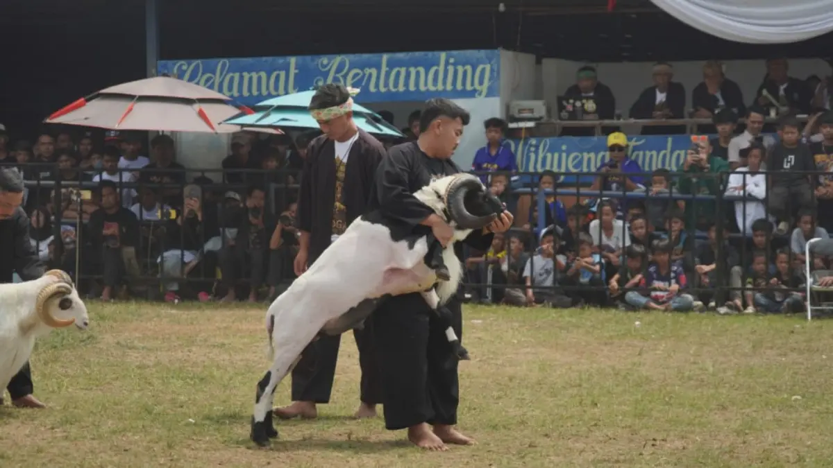 Seni Ketangkasan Domba Dorong Ekonomi Peternak, Ada Domba Terjual Hingga Rp400 Juta Domba garut