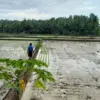 masa tanam pandi, musim kemarau