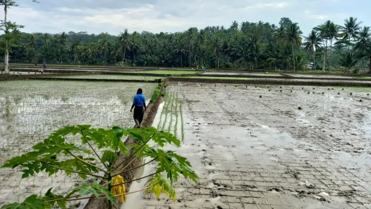 masa tanam pandi, musim kemarau