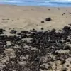 batu bara kapal tongkang pangandaran