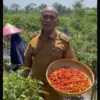 Panen cabai katasik kota tasikmalaya