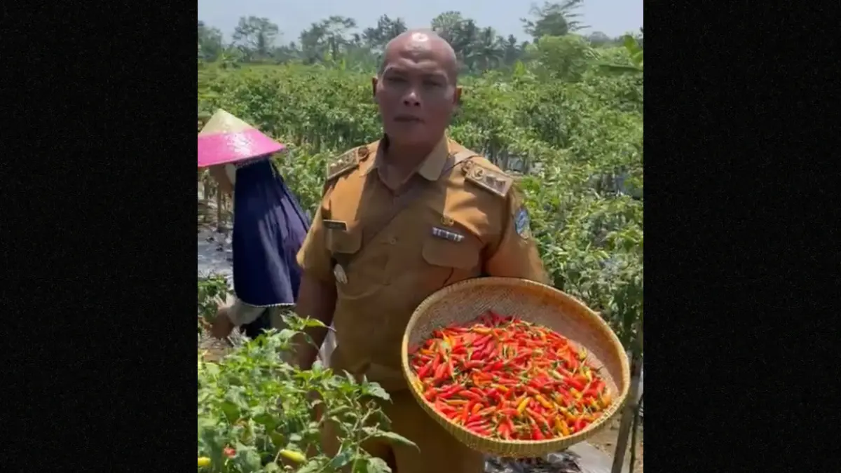 Panen Cabai KATASIK Gerakkan Ekonomi Warga di Purbaratu Kota Tasikmalaya Panen cabai katasik kota tasikmalaya