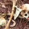 tengkorak manusia di pamijahan