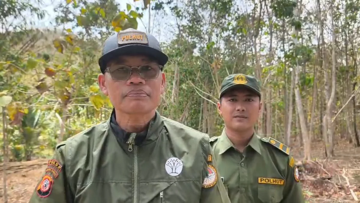 Kemarau Panjang Diduga Picu Monyet Liar Serbu Kebun Warga Pangandaran, Buah Petani Ludes Monyet Kelaparan Serbu Ladang Warga