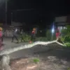 pohon mahoni tumbang