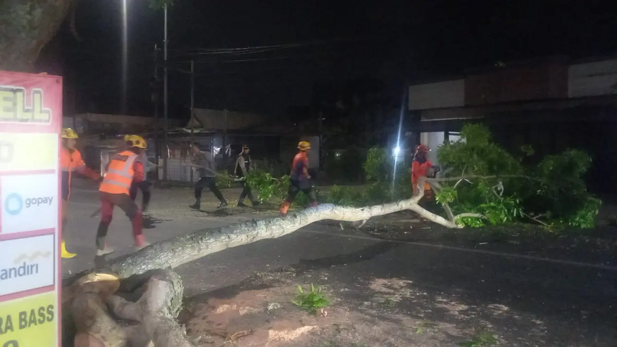Pohon Mahoni di Mangkubumi Kota Tasikmalaya Tumbang Mendadak, Lalu Lintas Sempat Buka Tutup pohon mahoni tumbang