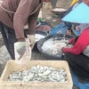 Jaring Arad Jadi Tontonan Wisatawan