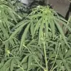 penanaman ganja di Rajapolah