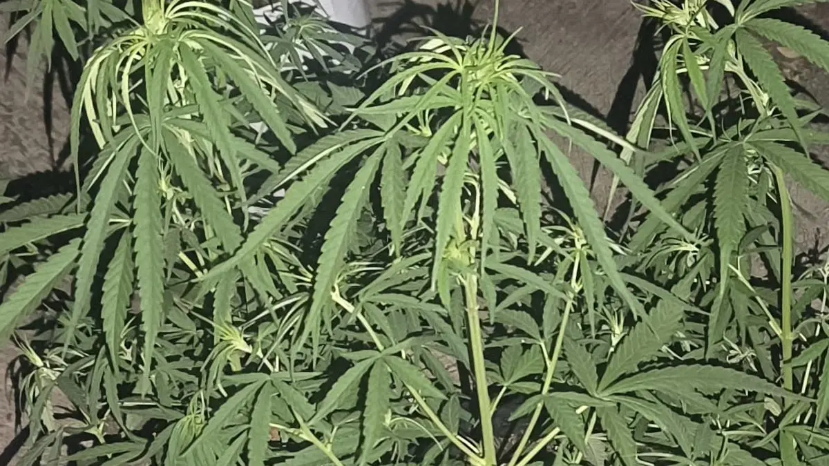 penanaman ganja di Rajapolah